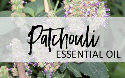 Patchouli Essential Oil – Uses & Benefits